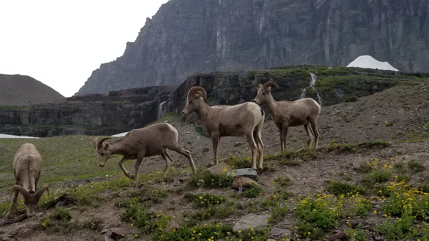 From the Open Road - Glacier NP