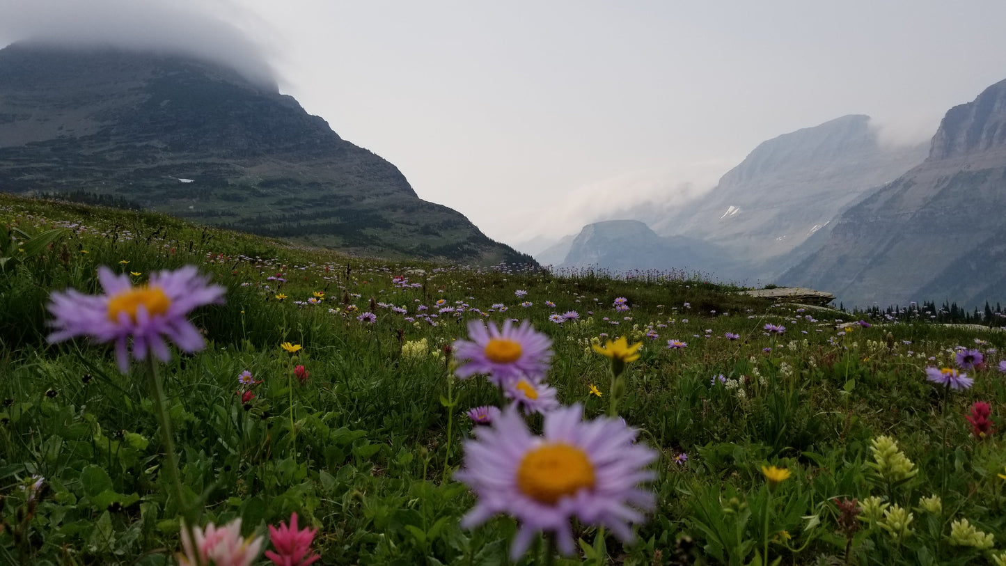 From the Open Road - Glacier NP - Ready to Ship