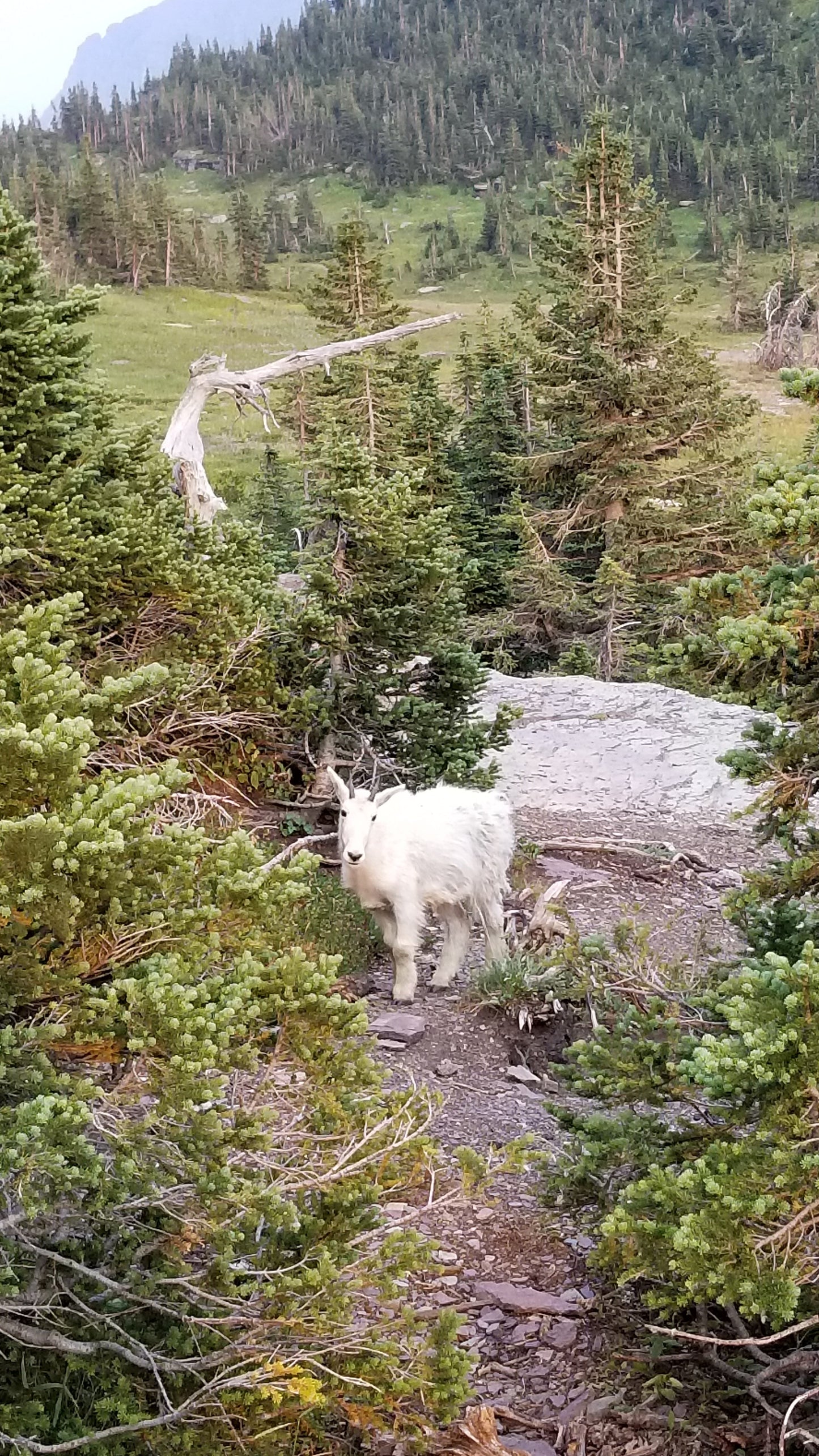 From the Open Road - Glacier NP - Ready to Ship