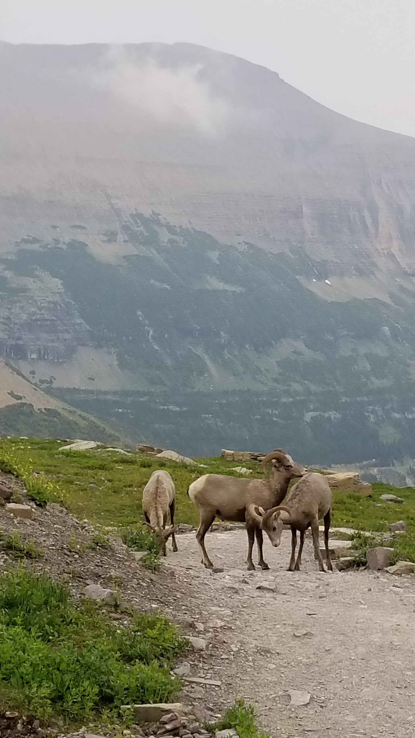 From the Open Road - Glacier NP - Ready to Ship